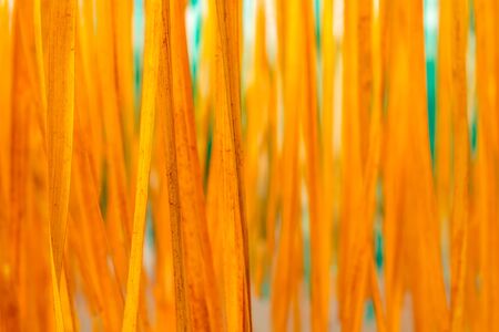 close up of  bamboo stripesの写真素材