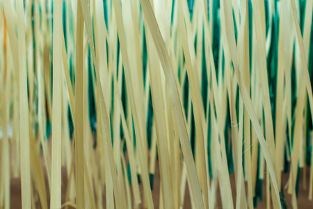 close up of  bamboo stripesの写真素材