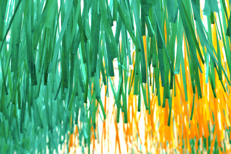 close up of  bamboo stripesの写真素材