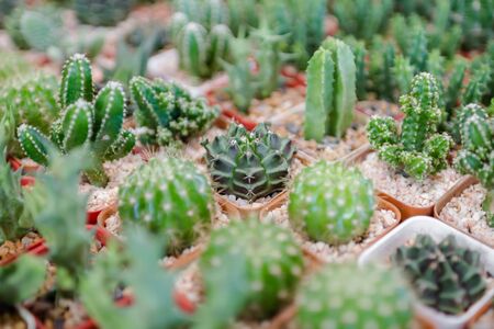 cactus closeupの写真素材