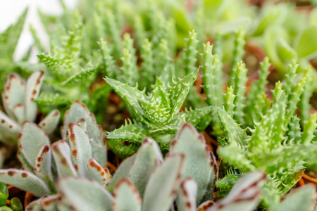 Cactus closeup imageの写真素材