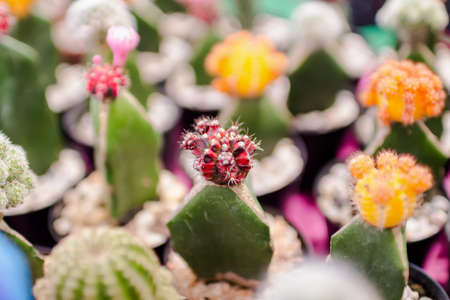 cactus closeupの写真素材