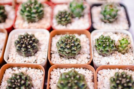 cactus closeupの写真素材