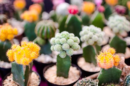 cactus closeupの写真素材