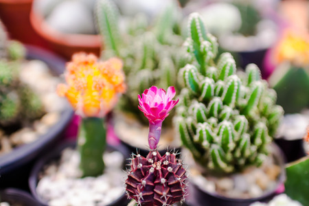 cactus closeupの写真素材