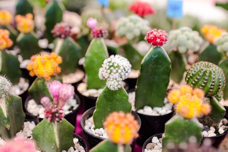 cactus close upの写真素材