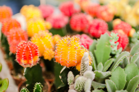 cactus close upの写真素材