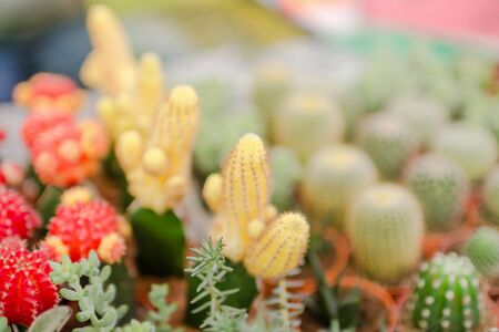 cactus close upの写真素材