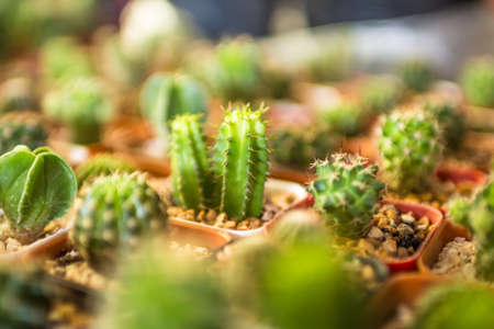 cactus close upの写真素材
