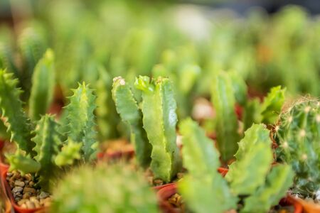 cactus close upの写真素材