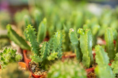 cactus close upの写真素材