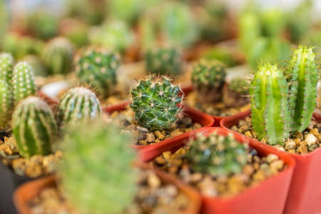 cactus close upの写真素材