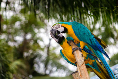 Blue-and-Yellow Macaw, also known as the Blue-and-Gold Macawの写真素材