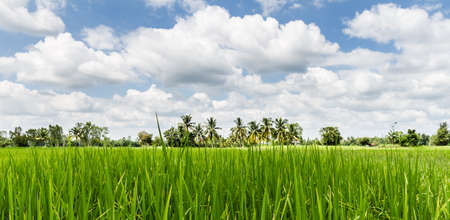 Green nature landscape