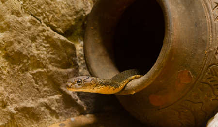 King Cobra in the jarの写真素材