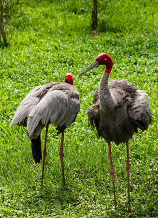 Couple Eastern Sarus Craneの写真素材