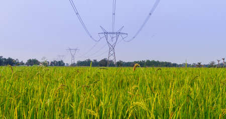 Electrical net of poles on blue sky and green rice meadow の写真素材