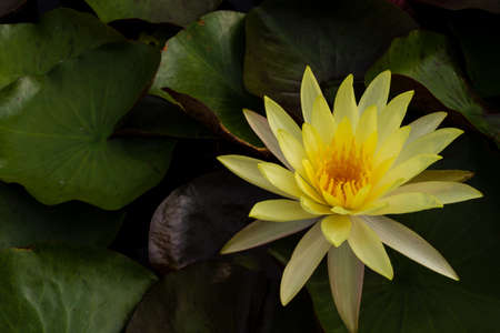 Lotus flowers in Thailand. の写真素材