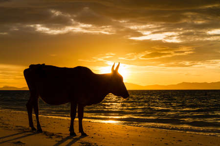 Cows on the beach background sea and sunrise の写真素材