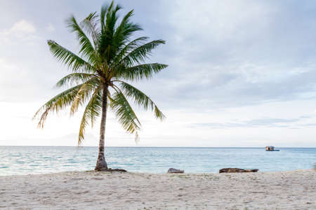 beautiful beach with coconut の写真素材