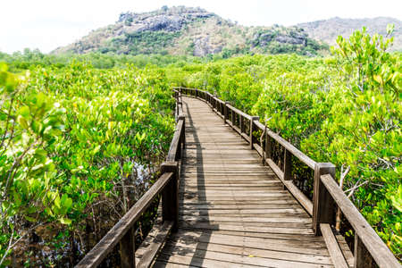 A wooden bridge on mangrove forest の写真素材