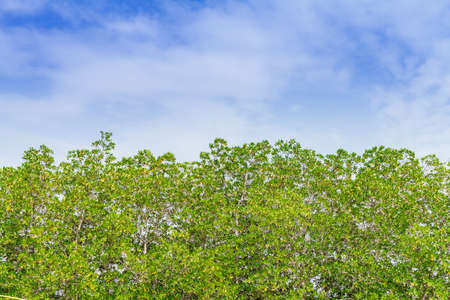 Trees and skyの写真素材