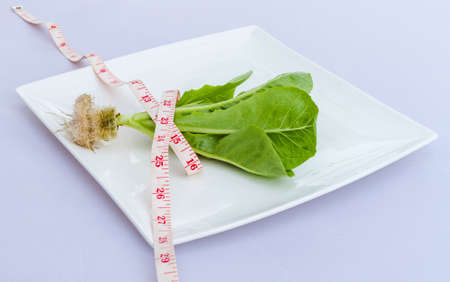 Hydroponic vegetable with measure tape on dishの写真素材