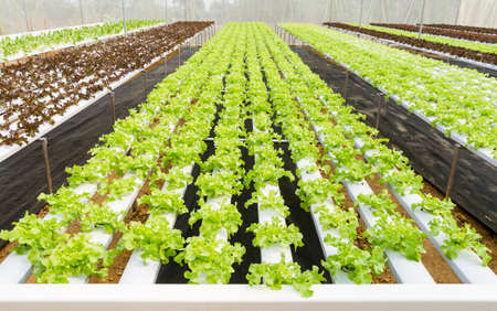 Organic hydroponic vegetable farmの写真素材