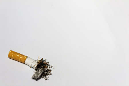 Single cigarette butt with ash on white backgroundの写真素材