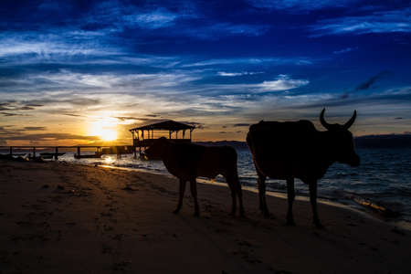 Silhouette of Cows - Beach during sunsetの写真素材