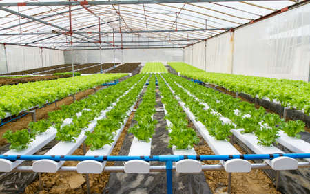 Organic hydroponic vegetable farm の写真素材