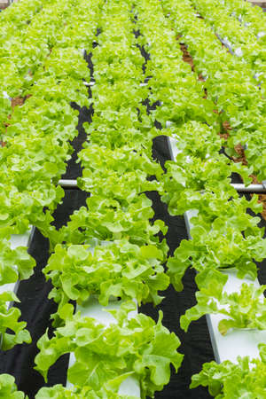 Organic hydroponic vegetable farm の写真素材