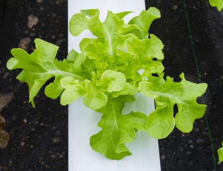 Organic hydroponic vegetable farm の写真素材