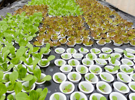 Organic hydroponic vegetable farm の写真素材