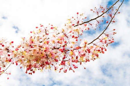 Sakura flowers blooming blossom in Ayuttaya, Thailandの写真素材