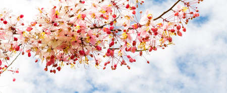 Sakura flowers blooming blossom in Ayuttaya, Thailandの写真素材