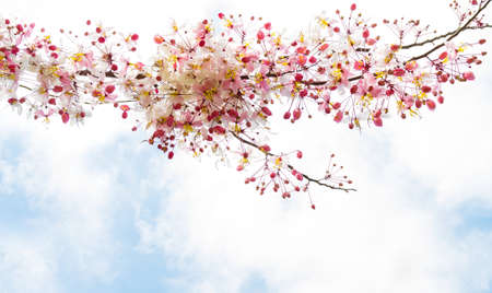 Sakura flowers blooming blossom in Ayuttaya, Thailandの写真素材