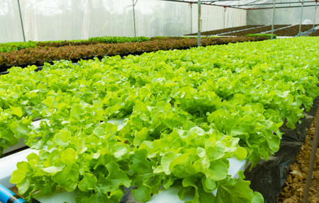 Hydroponic vegetable in a garden の写真素材