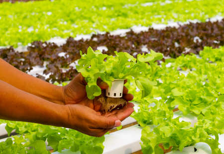 Hydroponic vegetable on hand in a garden の写真素材
