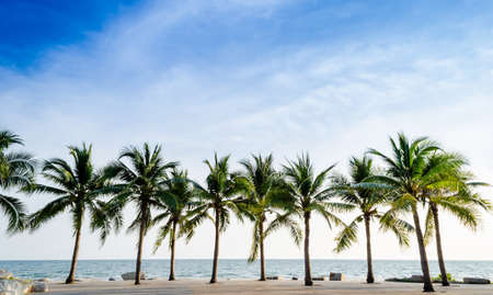 Tropical beach with coconut palmの写真素材