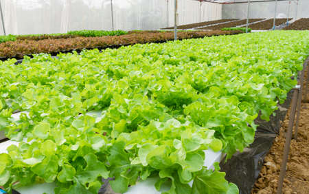 Hydroponic vegetable in farm.の写真素材
