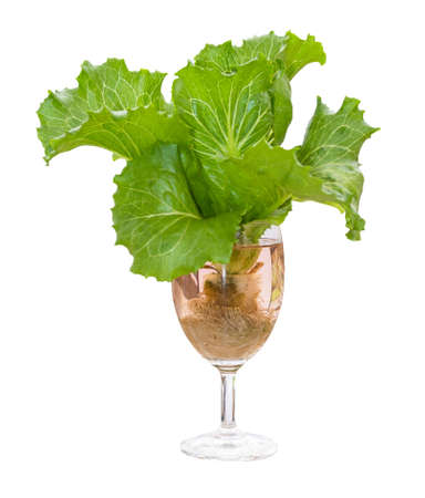 fresh butterhead in wine glass over white background の写真素材