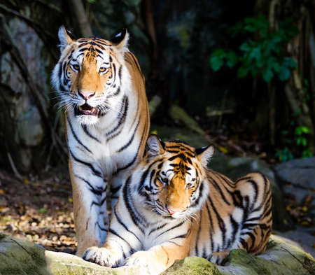 Two tigerの写真素材