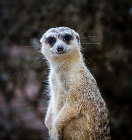 Meerkats の写真素材