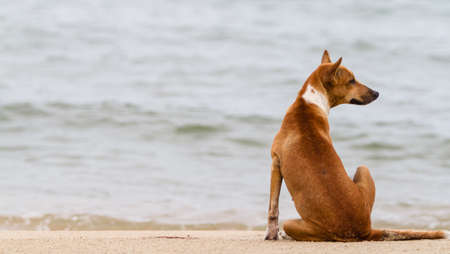 Dog resting on a beachの写真素材