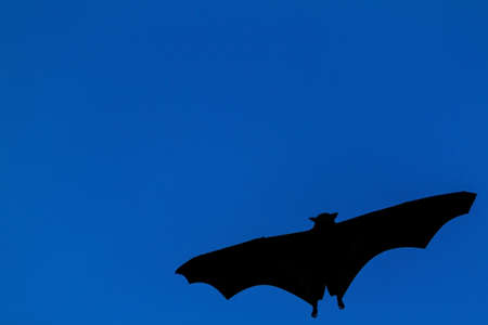 Flying fox on blue sky の写真素材