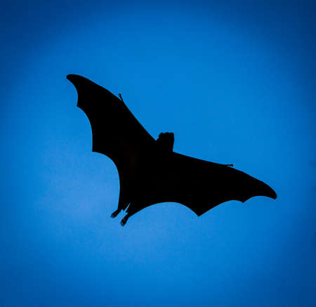 Flying Fox flyingの写真素材