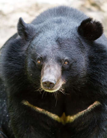Black Bear の写真素材