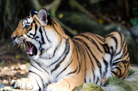 bare teeth of Bengal Tiger の写真素材