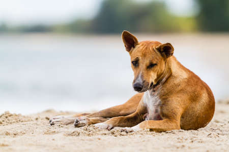 Thai dog on the beachの写真素材